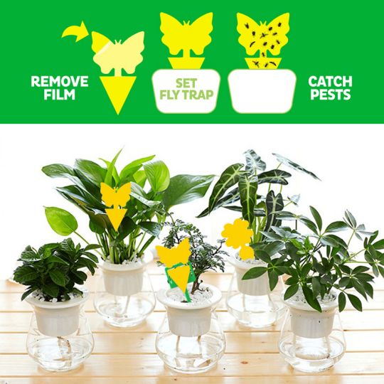 💖Arbor Day Hot Sale-50%Off🔥Plant Sticky Traps for Fruit Flies/Fungus Traps