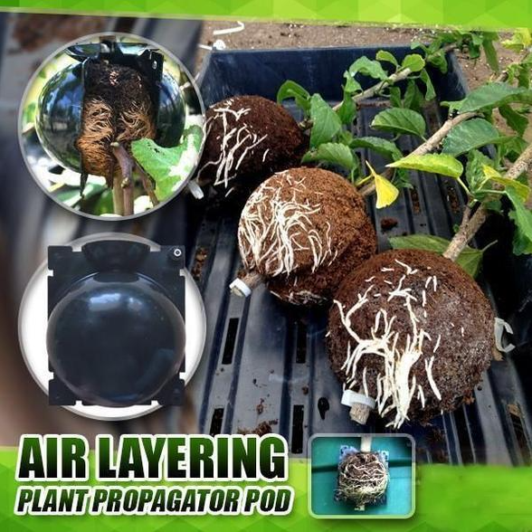 (Buy More Save More) Plant Root Growing Box