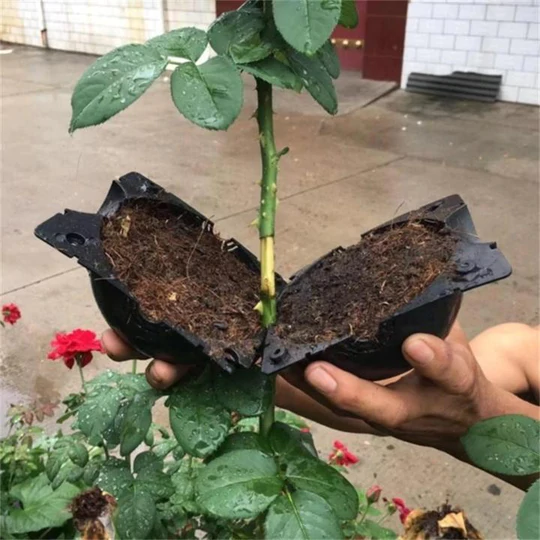 💖Spring Hot Sale-50%Off🔥Plant Root Growing Box🌱